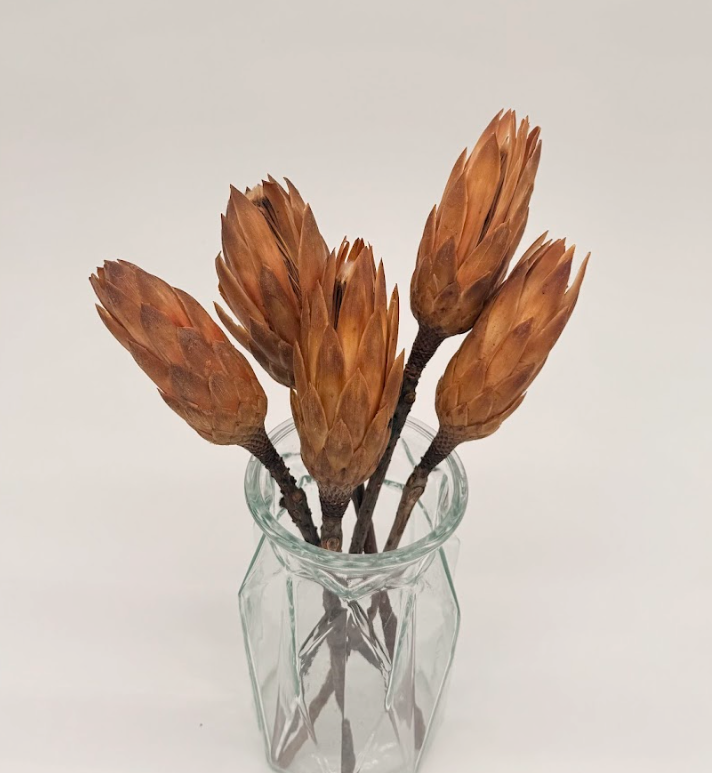 Large Protea Stems dried flower arrangement by Dried Blooms, posted UK-wide from The Petal Boutique