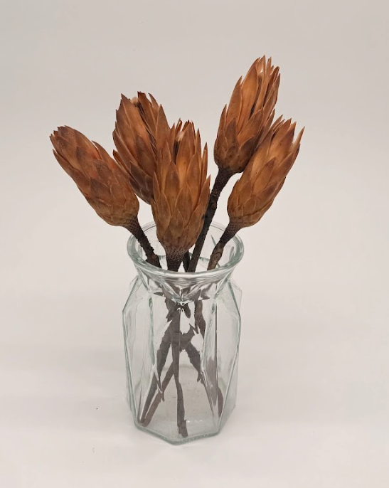 Large Protea Stems dried flower arrangement by Dried Blooms, posted UK-wide from The Petal Boutique