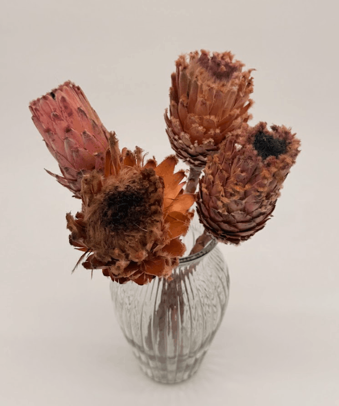 Large Protea Repen Stems dried flower arrangement by Dried Blooms, posted UK-wide from The Petal Boutique