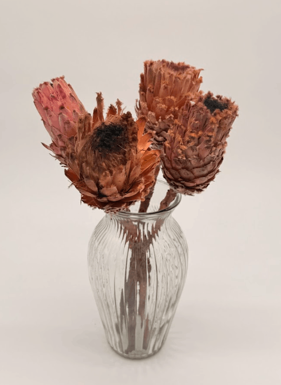 Large Protea Repen Stems dried flower arrangement by Dried Blooms, posted UK-wide from The Petal Boutique