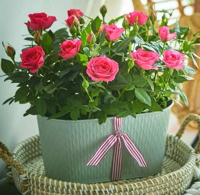 Wisley Rose Planter, a plant hand-tied by our florists in Winchester