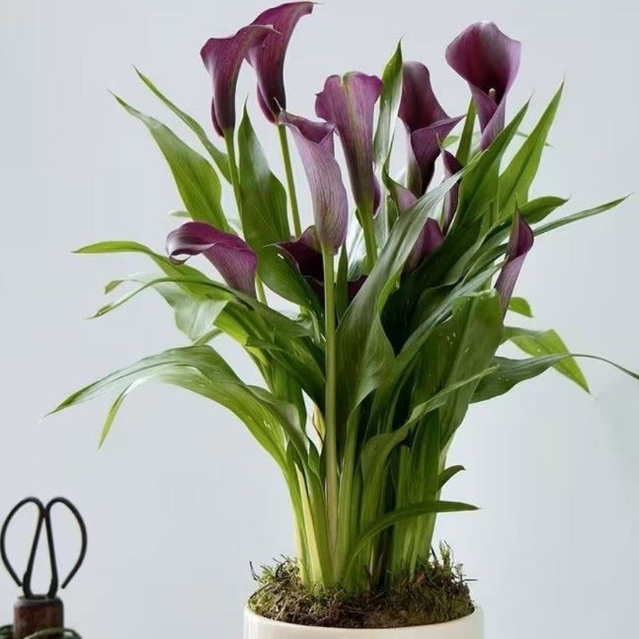 Calla Lily 38cm hand-made by The Petal Boutique florists, available for Winchester delivery or Weyhill collection