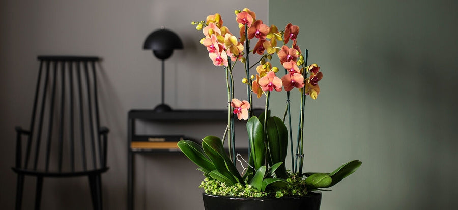 Four Stem Orchid and Planter. hand-made by The Petal Boutique florists, available for Winchester delivery or Weyhill collecti