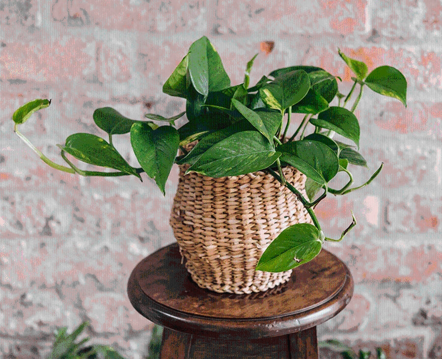 Misc Houseplant in Cover hand-made by The Petal Boutique florists, available for Winchester delivery or Weyhill collection