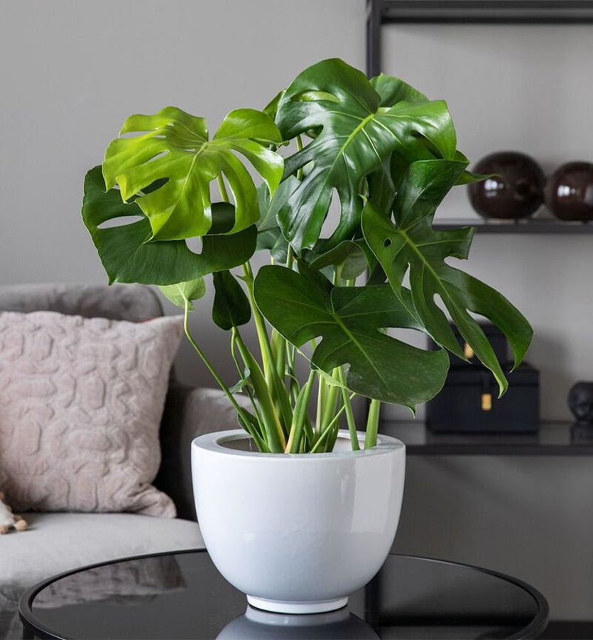 Monstera Plant and Cover hand-made by The Petal Boutique florists, available for Winchester delivery or Weyhill collection