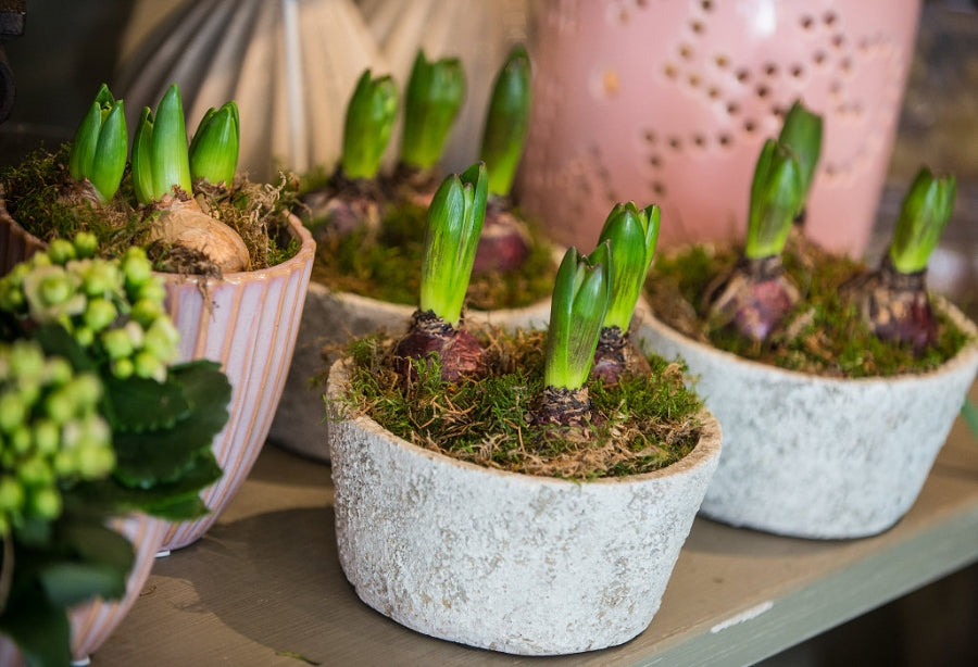 Seasonal Bulbs, Plants and Pots hand-made by The Petal Boutique florists, available for Winchester delivery or Weyhill collec