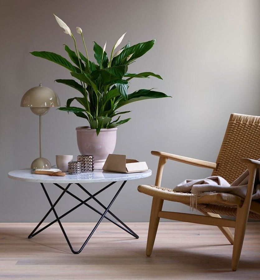 Peace Lily Plant and Cover hand-made by The Petal Boutique florists, available for Winchester delivery or Weyhill collection