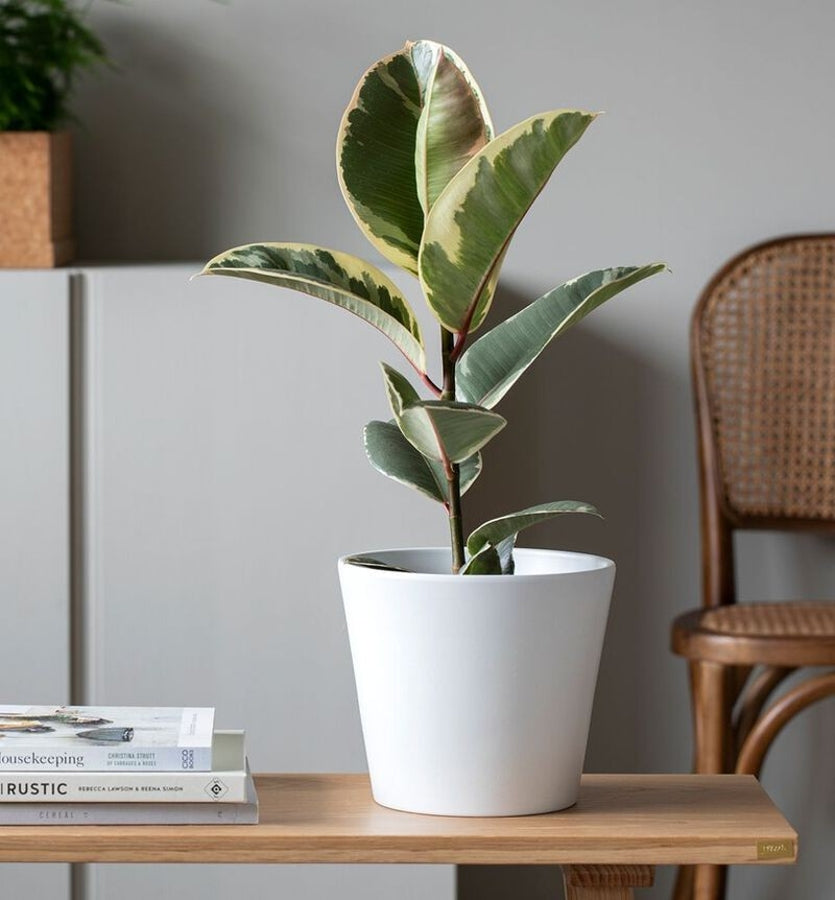 Variegated Ficus 38cm hand-made by The Petal Boutique florists, available for Winchester delivery or Weyhill collection