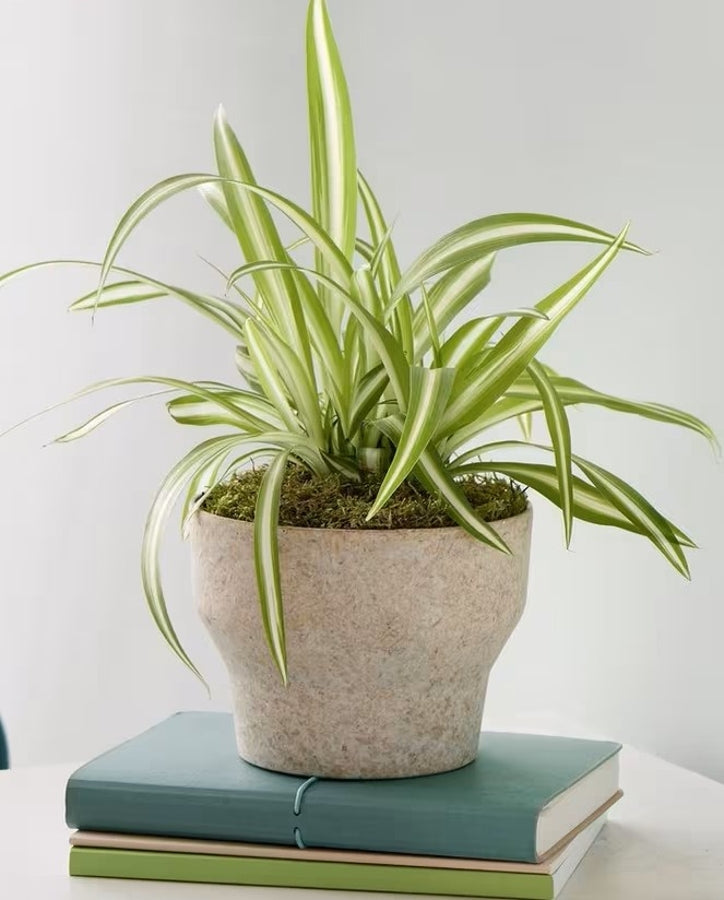 Spider Plant hand-made by The Petal Boutique florists, available for Winchester delivery or Weyhill collection